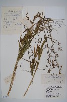 藏品(長柱沙參)的圖片