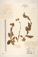 藏品(紅輪狗舌草)的圖片