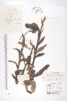 藏品(昂頭鳳毛菊)的圖片