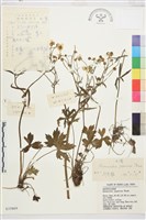 藏品(毛茛)的圖片