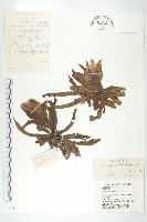 藏品(紫苞鳳毛菊)的圖片