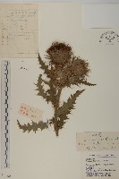 藏品(魁薊)的圖片