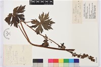 藏品(高烏頭)的圖片