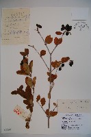 藏品(蒙古莢迷)的圖片