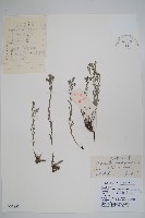 藏品(鈍萼附地菜)的圖片