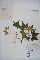 藏品(元寶楓, 地錦槭)的圖片