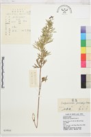 藏品(大花飛燕草)的圖片