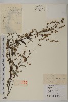 藏品(魁蒿)的圖片