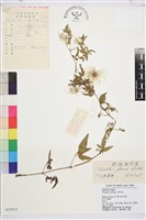 藏品(粉綠鐵線蓮)的圖片