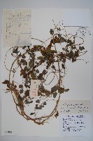 藏品(台參)的圖片