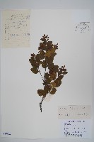 藏品(黑樺)的圖片