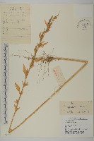 藏品(藜、灰藜)的圖片