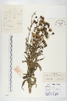 藏品(山柳菊)的圖片