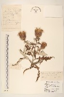 藏品(蝟菊)的圖片