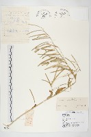 藏品(垂果南芥菜)的圖片