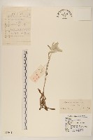 藏品(絹茸火絨草)的圖片