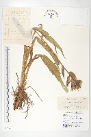 藏品(紫苞鳳毛菊)的圖片