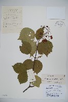 藏品(樺葉莢迷、玉山莢迷)的圖片