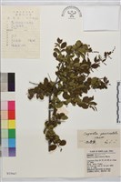 藏品(對節木)的圖片