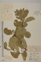 藏品(南蛇藤)的圖片