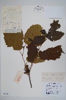 藏品(榛樹)的圖片