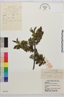 藏品(對節木)的圖片