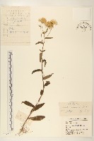 藏品(旋覆花)的圖片