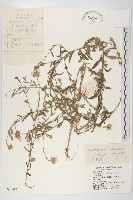 藏品(阿爾泰狗哇花)的圖片