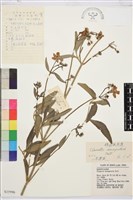 藏品(棉團鐵線蓮)的圖片