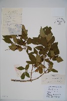 藏品(金花忍冬)的圖片