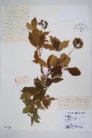 藏品(太白山五加)的圖片