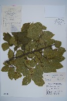 藏品(鵝耳櫪)的圖片