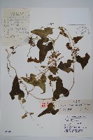 藏品(白首烏)的圖片