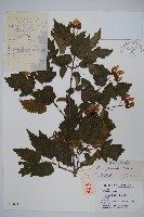 藏品(華北茶條槭)的圖片