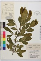 藏品(凍綠)的圖片