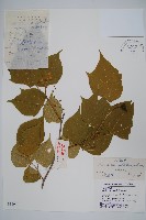 藏品(八角楓、瓜木)的圖片