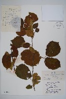 藏品(毛榛)的圖片