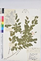 藏品(雀兒舌頭)的圖片