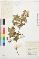 藏品(鈍萼鐵線蓮)的圖片