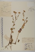 藏品(小紅菊)的圖片