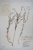 藏品(鶴蝨)的圖片