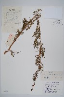 藏品(角蒿)的圖片