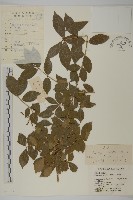 藏品(衛矛)的圖片