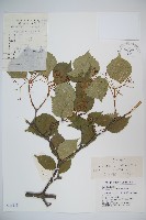 藏品(樺葉莢迷、玉山莢迷)的圖片