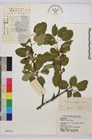 藏品(銳齒鼠李)的圖片