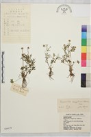 藏品(高原毛茛)的圖片