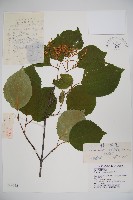 藏品(樺葉莢迷、玉山莢迷)的圖片