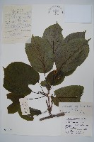 藏品(軟棗獼猴桃)的圖片