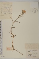 藏品(瞿麥)的圖片