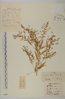 藏品(軸藜)的圖片